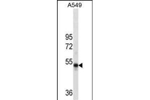 RUVBL1 Antibody (ABIN1539890 and ABIN2837838) western blot analysis in A549 cell line lysates (35 μg/lane). (RUVBL1 anticorps)