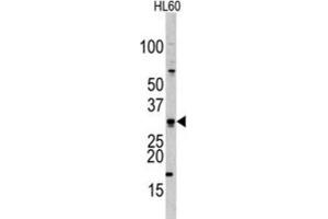Western Blotting (WB) image for anti-Cell Division Cycle Associated 8 (CDCA8) antibody (ABIN2998016) (CDCA8 anticorps)