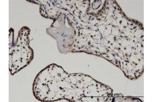 Image no. 1 for anti-C-Myc Binding Protein (MYCBP) (AA 1-104) antibody (ABIN599548) (MYCBP anticorps  (AA 1-104))