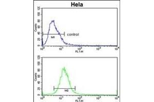 ADH6 Antibody (Center) (ABIN653151 and ABIN2842721) flow cytometric analysis of Hela cells (bottom histogram) compared to a negative control cell (top histogram). (ADH6 anticorps  (AA 209-240))