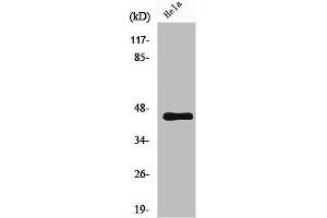 Western Blot analysis of HeLa cells using GPR38 Polyclonal Antibody (Motilin Receptor anticorps  (C-Term))