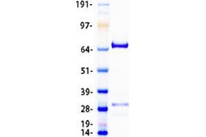 Validation with Western Blot (RGS3 Protein (Transcript Variant 2) (Myc-DYKDDDDK Tag))