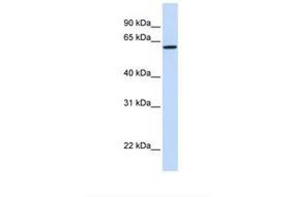 DGCR2 抗体  (AA 254-303)
