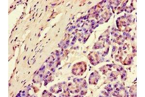 Immunohistochemistry of paraffin-embedded human pancreatic tissue using ABIN7169176 at dilution of 1:100