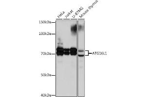 Western blot analysis of extracts of various cell lines, using L1 Rabbit mAb (ABIN1682871, ABIN3017919, ABIN3017920 and ABIN7101538) at 1:1000 dilution. (ATG16L1 anticorps)