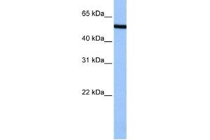 WB Suggested Anti-NUP50 Antibody Titration: 0. (NUP50 anticorps  (C-Term))
