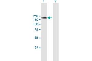 Western Blot analysis of NFATC3 expression in transfected 293T cell line by NFATC3 MaxPab polyclonal antibody.