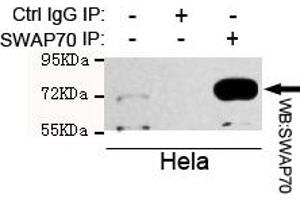 Immunoprecipitation analysis of Hela cell lysate using SW mouse mAb. (SWAP70 anticorps)