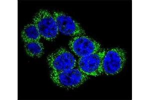 Confocal immunofluorescent analysis of DLL3 antibody with 293 cells followed by Alexa Fluor 488-conjugated goat anti-rabbit lgG (green).