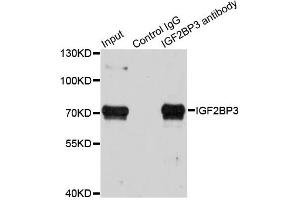 Immunoprecipitation analysis of 100ug extracts of HepG2 cells using 3ug IGF2BP3 antibody. (IGF2BP3 anticorps)
