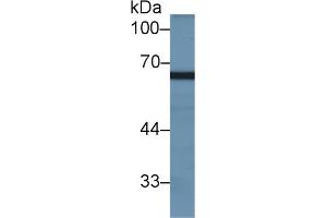 Western Blot; Sample: Rat Testis lysate; Primary Ab: 2µg/ml Rabbit Anti-Rat GAS6 Antibody Second Ab: 0. (MX2 anticorps  (AA 1-300))