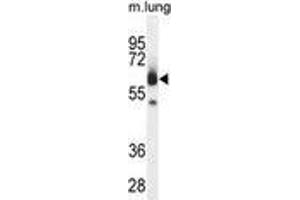 ZUFSP Antibody (N-term) western blot analysis in mouse lung tissue lysates (35 µg/lane).
