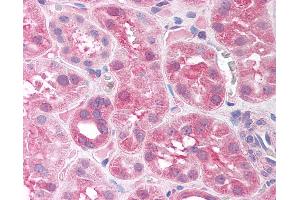 Anti-SIRT7 antibody IHC of human kidney. (SIRT7 anticorps  (AA 317-366))