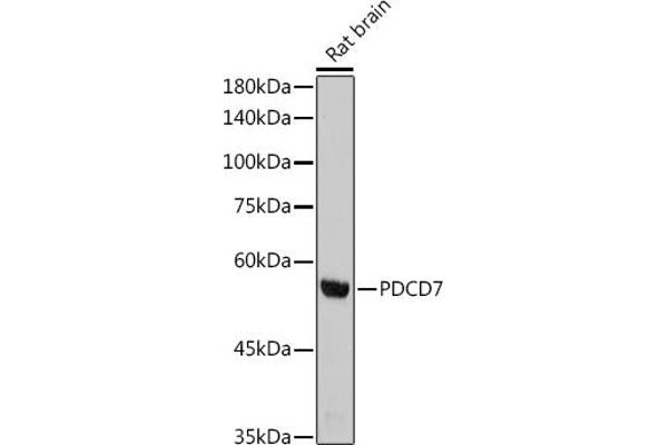 PDCD7 anticorps