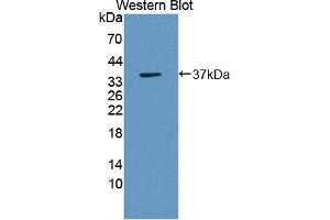 Western blot analysis of the recombinant protein. (WNT3 anticorps  (AA 59-355))