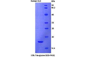SDS-PAGE analysis of Human CLC Protein. (Galectin 10 Protéine)