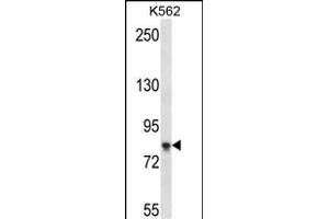 SD4B Antibody (C-term) (ABIN657524 and ABIN2846546) western blot analysis in K562 cell line lysates (35 μg/lane). (SAMD4B anticorps  (C-Term))