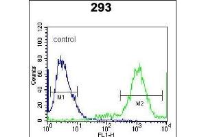 anti-Ubiquitin-Fold Modifier Conjugating Enzyme 1 (UFC1) (C-Term) antibody