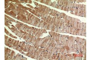 Immunohistochemistry (IHC) analysis of paraffin-embedded Mouse Muscle, antibody was diluted at 1:100.