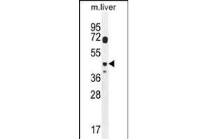 DTWD2 Antibody (Center) (ABIN654321 and ABIN2844102) western blot analysis in mouse liver tissue lysates (35 μg/lane). (DTWD2 anticorps  (AA 109-138))