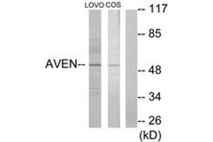 Western blot analysis of extracts from COS7/LOVO cells, using AVEN Antibody. (AVEN anticorps  (AA 301-350))