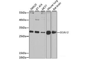 Western blot analysis of extracts of various cell lines using DDAH2 Polyclonal Antibody at dilution of 1:1000. (DDAH2 anticorps)