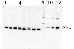 Western Blotting (WB) image for anti-D1 Protein of PSII, (PsbA) (C-Term) antibody (ABIN93523)
