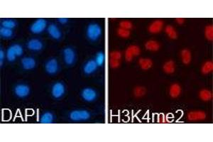Immunofluorescence (IF) image for anti-Histone H3 (H3) (H3K4me2) antibody (ABIN1872995) (Histone 3 anticorps  (H3K4me2))