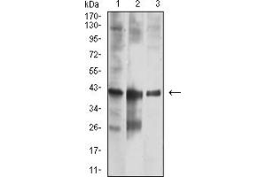 Western blot analysis using CNN3 mouse mAb against Hela (1), U251 (2), and HEK293 (3) cell lysate.
