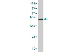 Western Blot detection against Immunogen (40. (FABP4 anticorps  (AA 1-132))