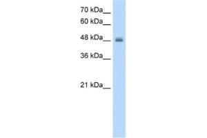 Western Blotting (WB) image for anti-Ring Finger Protein 128 (RNF128) antibody (ABIN2462682) (RNF128 anticorps)