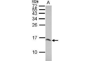 WB Image Sample (30 ug of whole cell lysate) A: BCL-1 15% SDS PAGE antibody diluted at 1:10000 (LGALS1/Galectin 1 anticorps)