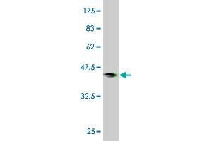 Western Blot detection against Immunogen (37.