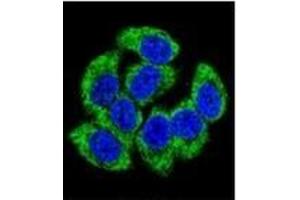 Confocal immunofluorescent analysis of GCLM / GLCLR Antibody (C-term) Cat.