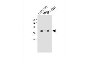 All lanes : Anti-PCGF6 Antibody (Center) at 1:1000 dilution Lane 1: U-251 MG whole cell lysate Lane 2: K562 whole cell lysate Lane 3: NCI- whole cell lysate Lysates/proteins at 20 μg per lane. (PCGF6 anticorps  (AA 190-217))