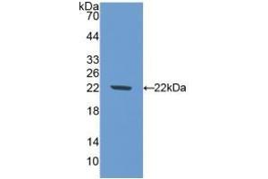 NOS1 抗体  (AA 53-247)