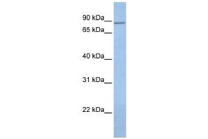 Western Blotting (WB) image for anti-Potassium Voltage-Gated Channel, Subfamily H (Eag-Related), Member 7 (KCNH7) antibody (ABIN2458152)