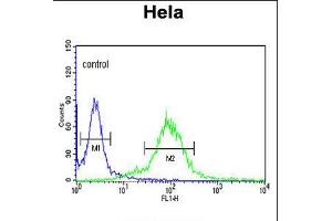 Flow cytometric analysis of Hela cells (right histogram) compared to a negative control cell (left histogram). (MAML3 anticorps  (C-Term))