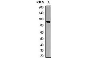 Western blot analysis of STAT5 expression in HEK293T (A) whole cell lysates. (STAT5A anticorps  (C-Term))
