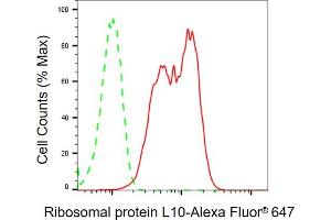 anti-Ribosomal Protein L10 (RPL10) antibody