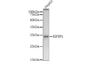 Western blot analysis of extracts of HepG2 cells, using IGFBP1 antibody (ABIN6134372, ABIN6142251, ABIN6142252 and ABIN6215066) at 1:1000 dilution. (IGFBPI anticorps  (AA 150-250))