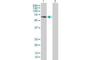 Western Blot analysis of ZKSCAN4 expression in transfected 293T cell line by ZKSCAN4 MaxPab polyclonal antibody. (ZKSCAN4 anticorps  (AA 1-545))