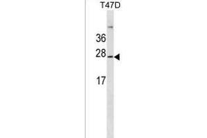 GKN3P Antibody (Center) (ABIN1537739 and ABIN2849937) western blot analysis in T47D cell line lysates (35 μg/lane). (GKN3P anticorps  (AA 108-134))