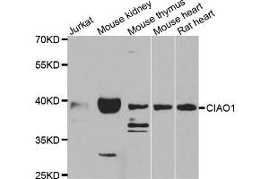 Western blot analysis of extracts of various cell lines, using CIAO1 antibody (ABIN5975509) at 1/1000 dilution. (CIAO1 anticorps)