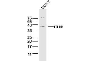 MCF-7 Cell lysates probed with ITLN1 Polyclonal Antibody, unconjugated  at 1:300 overnight at 4°C followed by a conjugated secondary antibody for 60 minutes at 37°C. (ITLN1/Omentin anticorps  (AA 131-230))