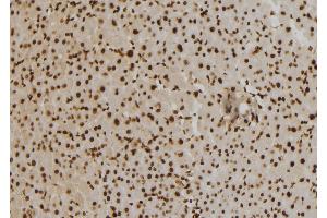 ABIN6273463 at 1/100 staining Mouse liver tissue by IHC-P. (CENPO anticorps  (Internal Region))