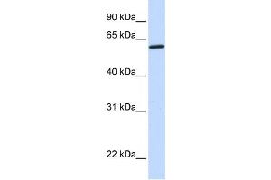 Western Blotting (WB) image for anti-Cytochrome P450, Family 27, Subfamily A, Polypeptide 1 (CYP27A1) antibody (ABIN2459496) (CYP27A1 anticorps)