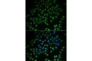 Immunofluorescence analysis of A549 cells using HAND2 antibody (ABIN3214288). (HAND2 anticorps)