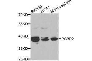 Western blot analysis of extracts of various cell lines, using PCBP2 antibody. (PCBP2 anticorps  (AA 1-130))