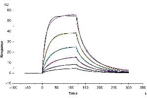 Cynomolgus CD200 R1, His Tag immobilized on CM5 Chip can bind Cynomolgus CD200, His Tag with an affinity constant of 35.
